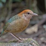 Up close and wonderful views of Rusty-naped Pitta (image by Pete Morris)