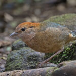 Rusty-naped Pitta (image by Pete Morris)