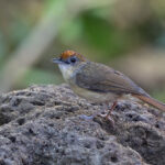 Scaly-crowned Babbler showing off his scaly crown! (image by Pete Morris)