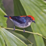 Gorgeous little Scarlet-backed Flowerpecker (image by Pete Morris)