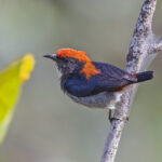 Scarlet-backed Flowerpecker (image by Pete Morris)