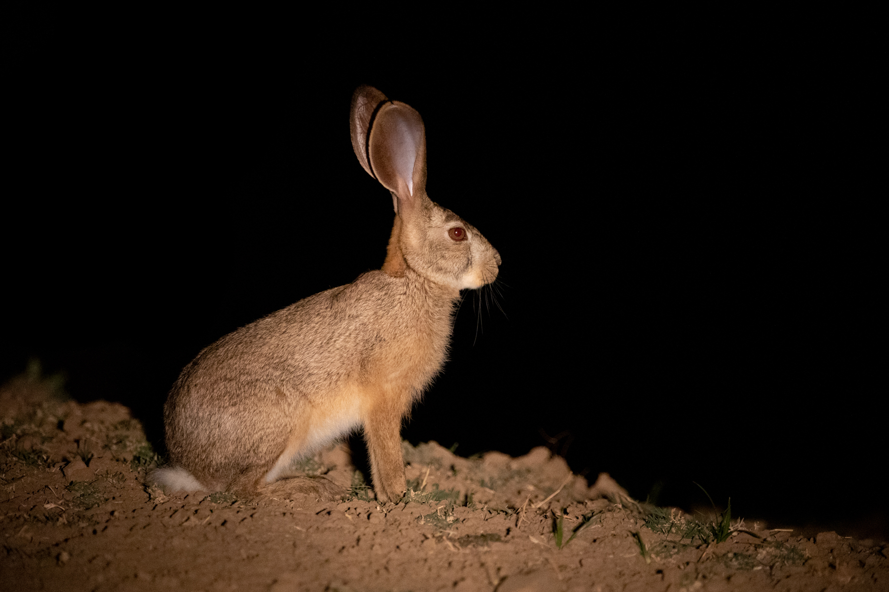 During night drives it is possible to see a swathe of nocturnal mammals including Scrub Hare (image by Inger Vandyke)