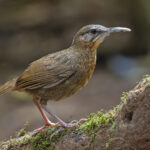 Short-tailed Scimitar Babbler (image by Pete Morris)