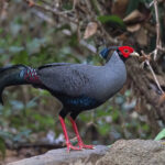 Who doesn't love pheasants? Portrait of a Siamese Fireback (image by Pete Morris)