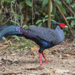 Siamese Firebacks are truly an avian work of art (image by Pete Morris)