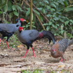 A group of Siamese Firebacks enthralled our guests (image by Pete Morris)