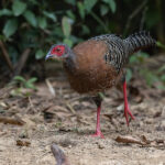 A female Siamese Fireback (image by Pete Morris)