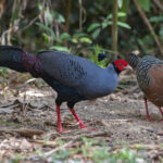 Male and female Siamese Firebacks (image by Pete Morris)