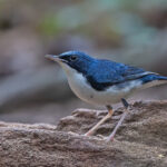 Male Siberian Blue Robin (image by Pete Morris)