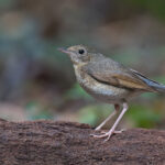 Siberian Blue Robin female (image by Pete Morris)