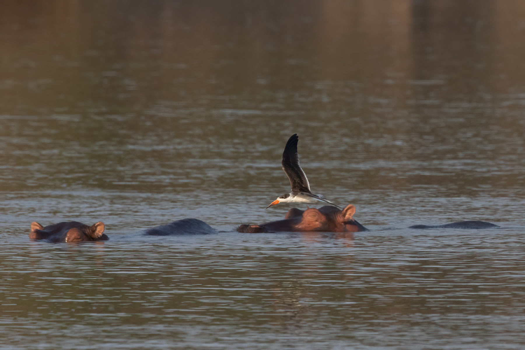 An African Skimmer flies past semi-submerged hippos in the Luangwa River (image by Inger Vandyke)