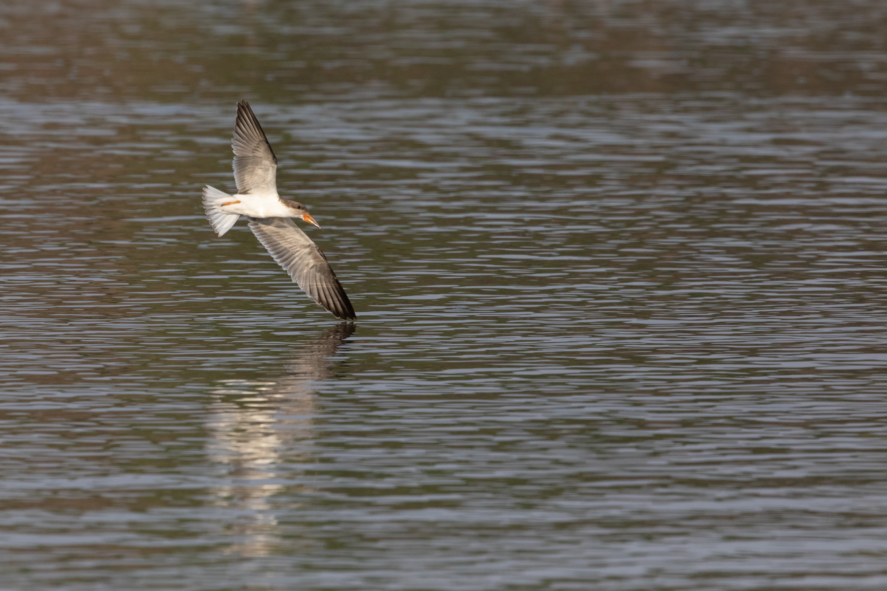 A young African Skimmer flying over the Luangwa River (image by Inger Vandyke)