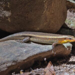 We weren't just restricted to bird photography on our tour. Our group also enjoyed mammals and reptiles including this skink (image by Pete Morris)