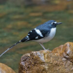 Slaty-backed Forktail (image by Pete Morris)