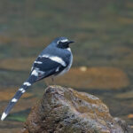 A stunning Slaty-backed Forktail (image by Pete Morris)