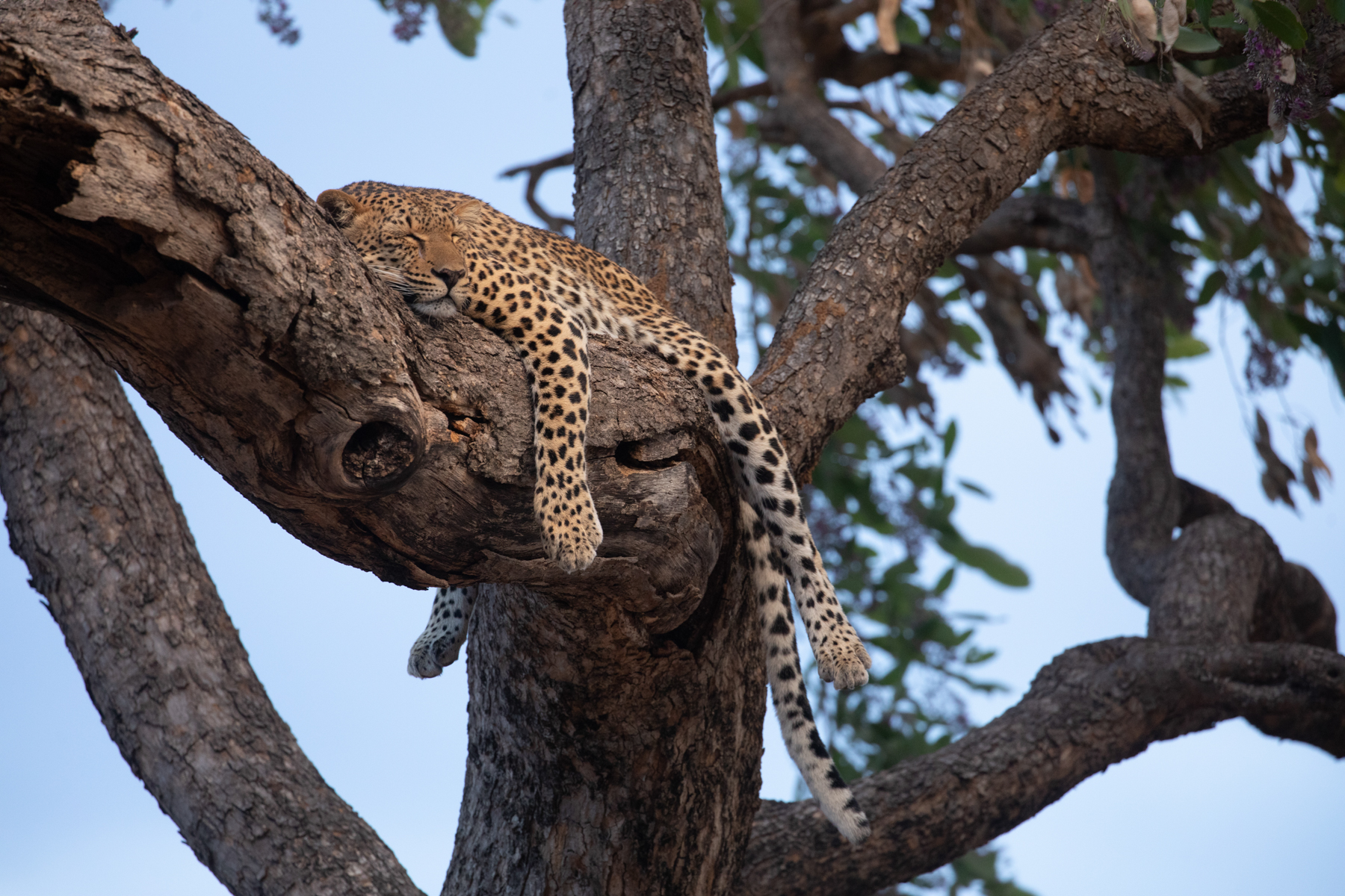 Even leopards have to crash out before a night of hunting (image by Inger Vandyke)