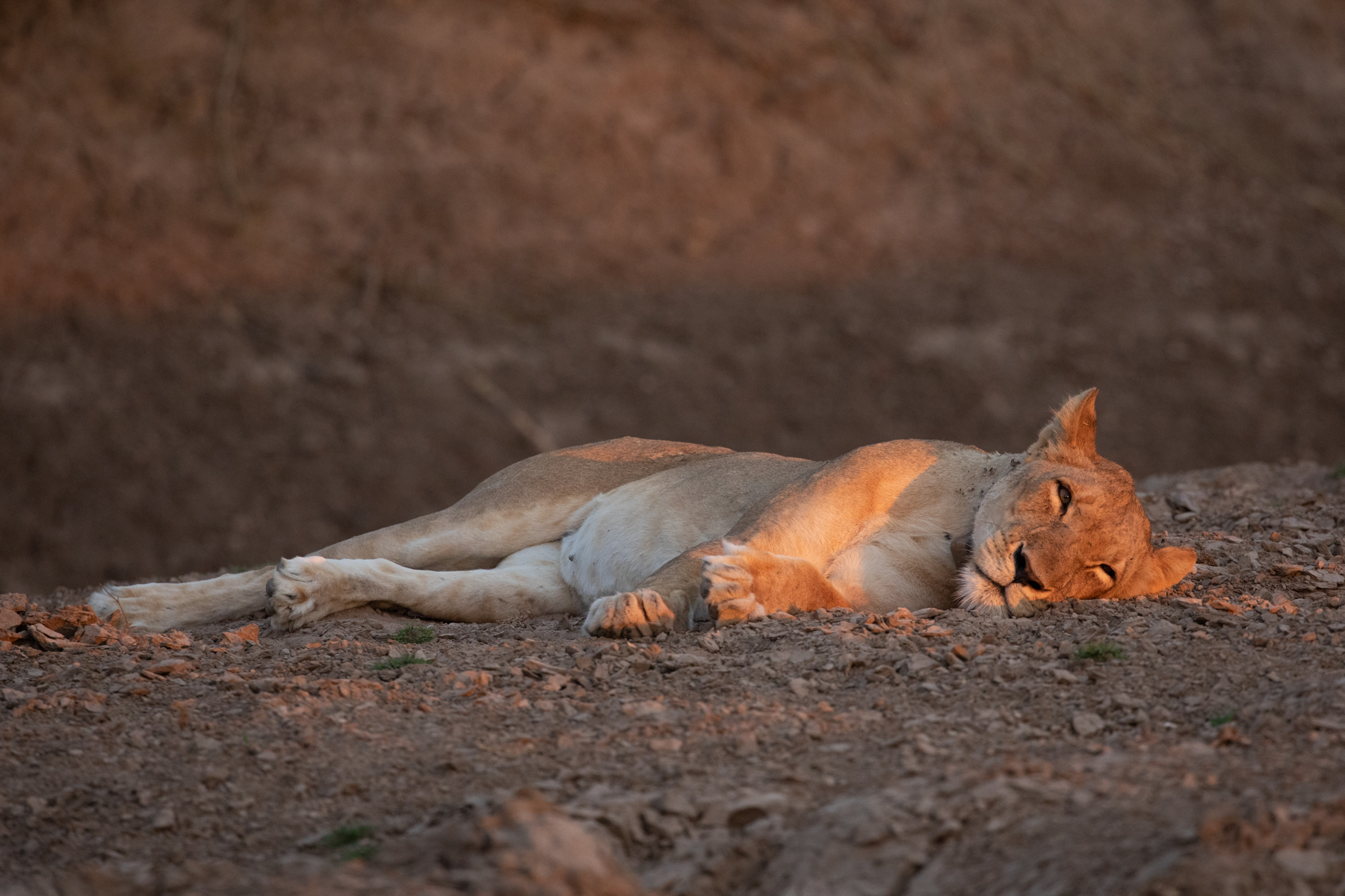 Sleepy sunset lion in Luangwa (image by Inger Vandyke)