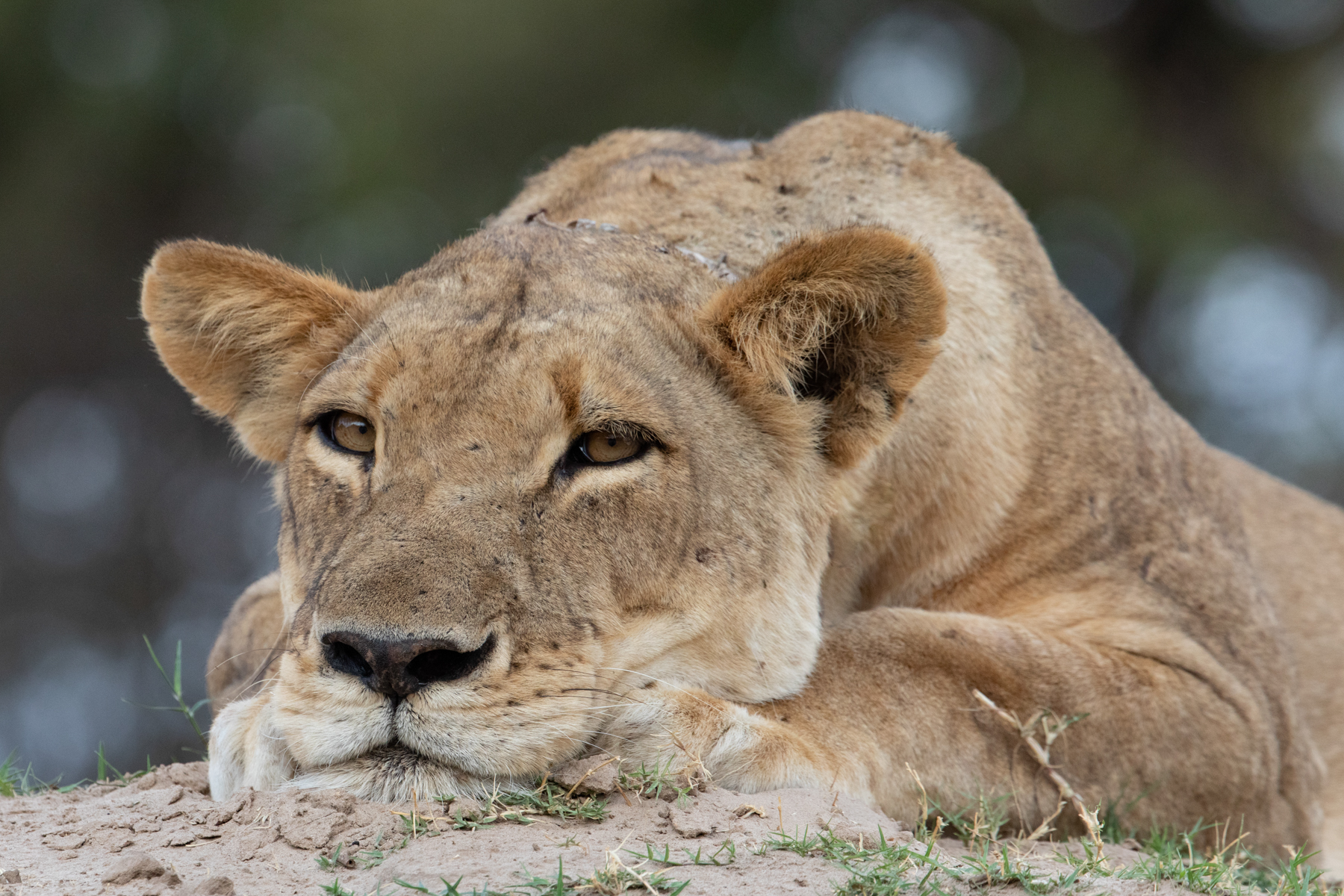 When the afternoon heat gets a little too much it's time for a snooze - but lions always sleep with their eyes half open (image by Inger Vandyke)