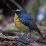 Snowy-browed Flycatcher (image by Pete Morris)
