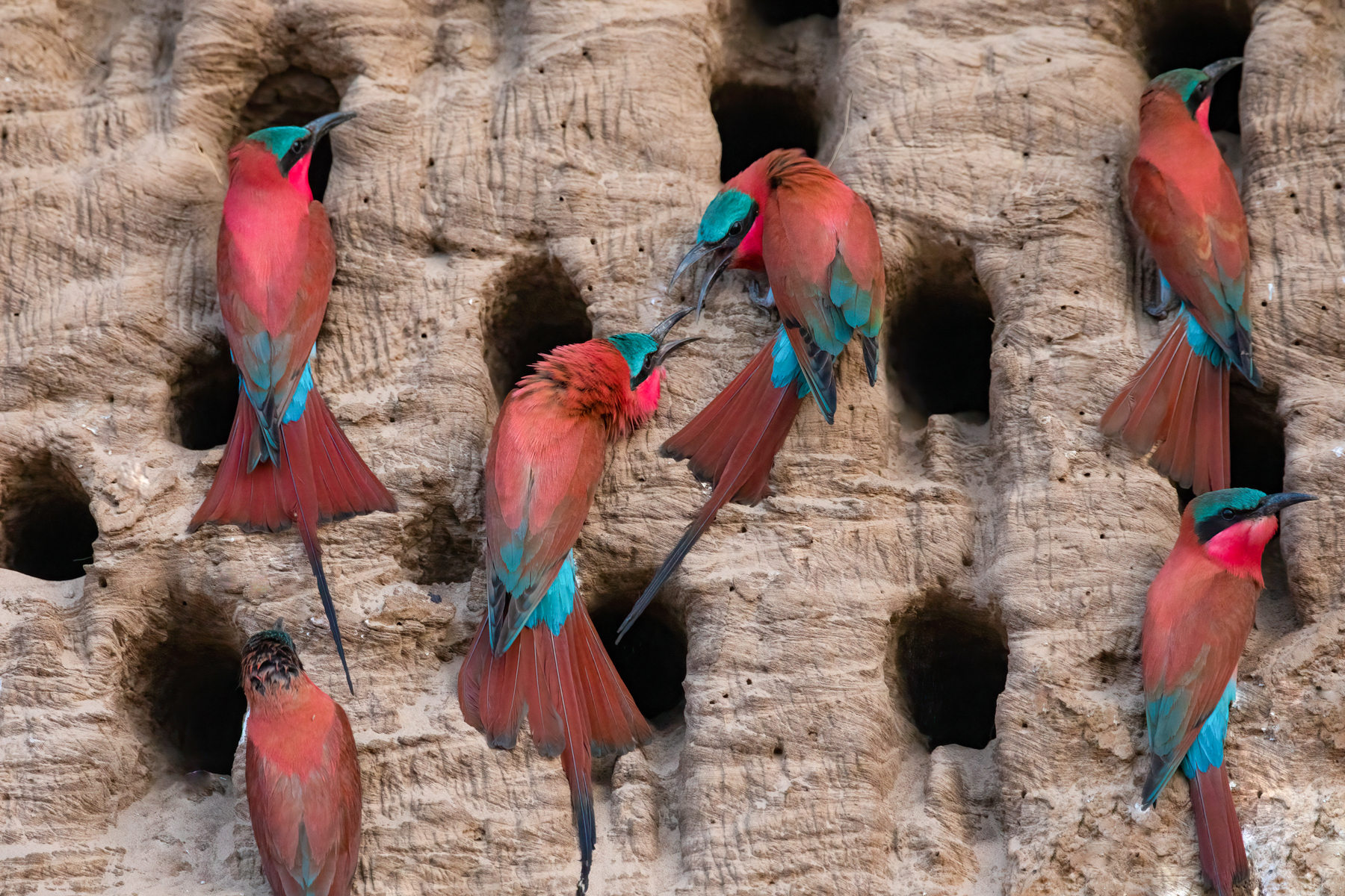 Two Southern Carmine Bee-eaters argue over nesting space (image by Inger Vandyke)