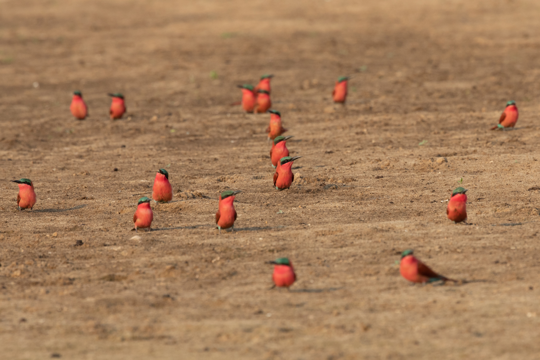 Can you ever photograph too many bee-eaters? (image by Inger Vandyke)