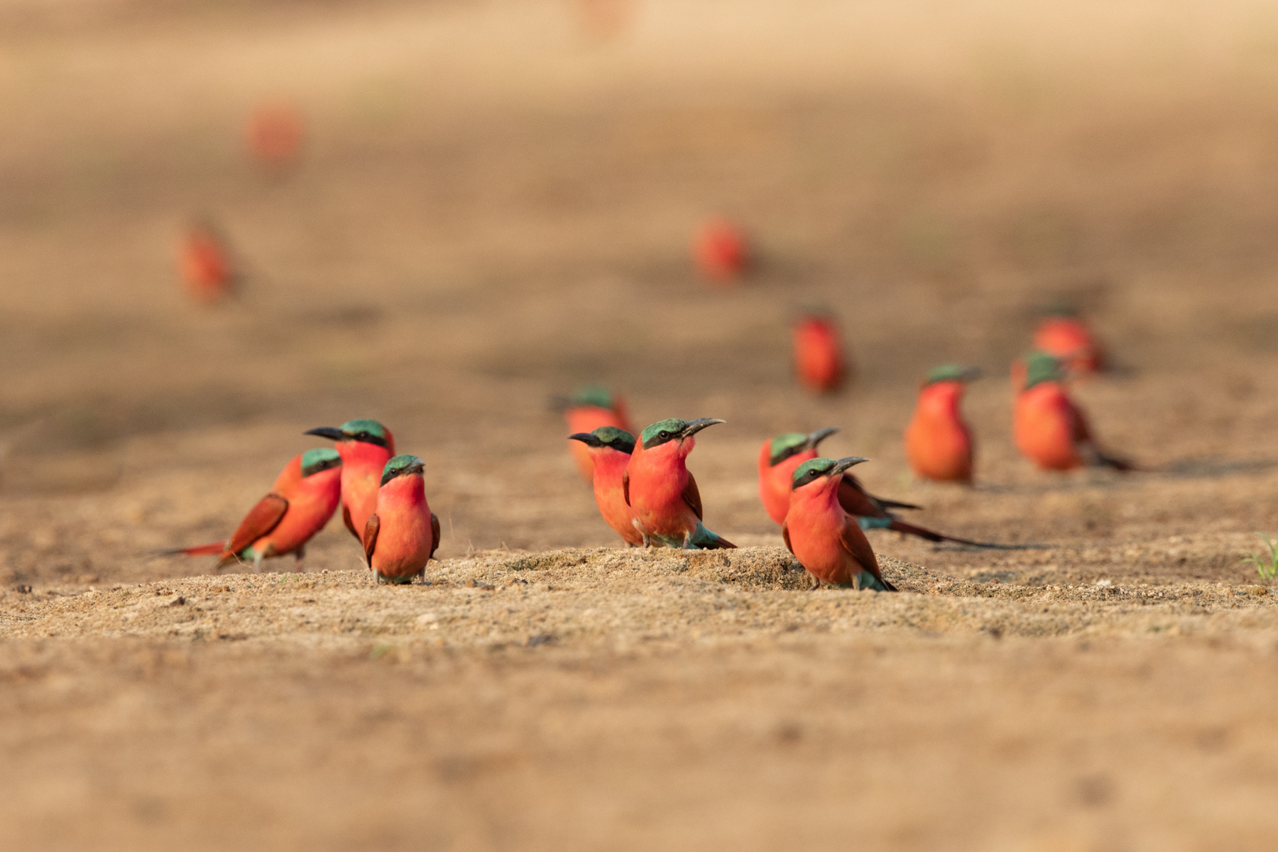 A flock of Southern Carmine Bee-eaters take a break from the frenetic pace of their breeding colony (image by Inger Vandyke)