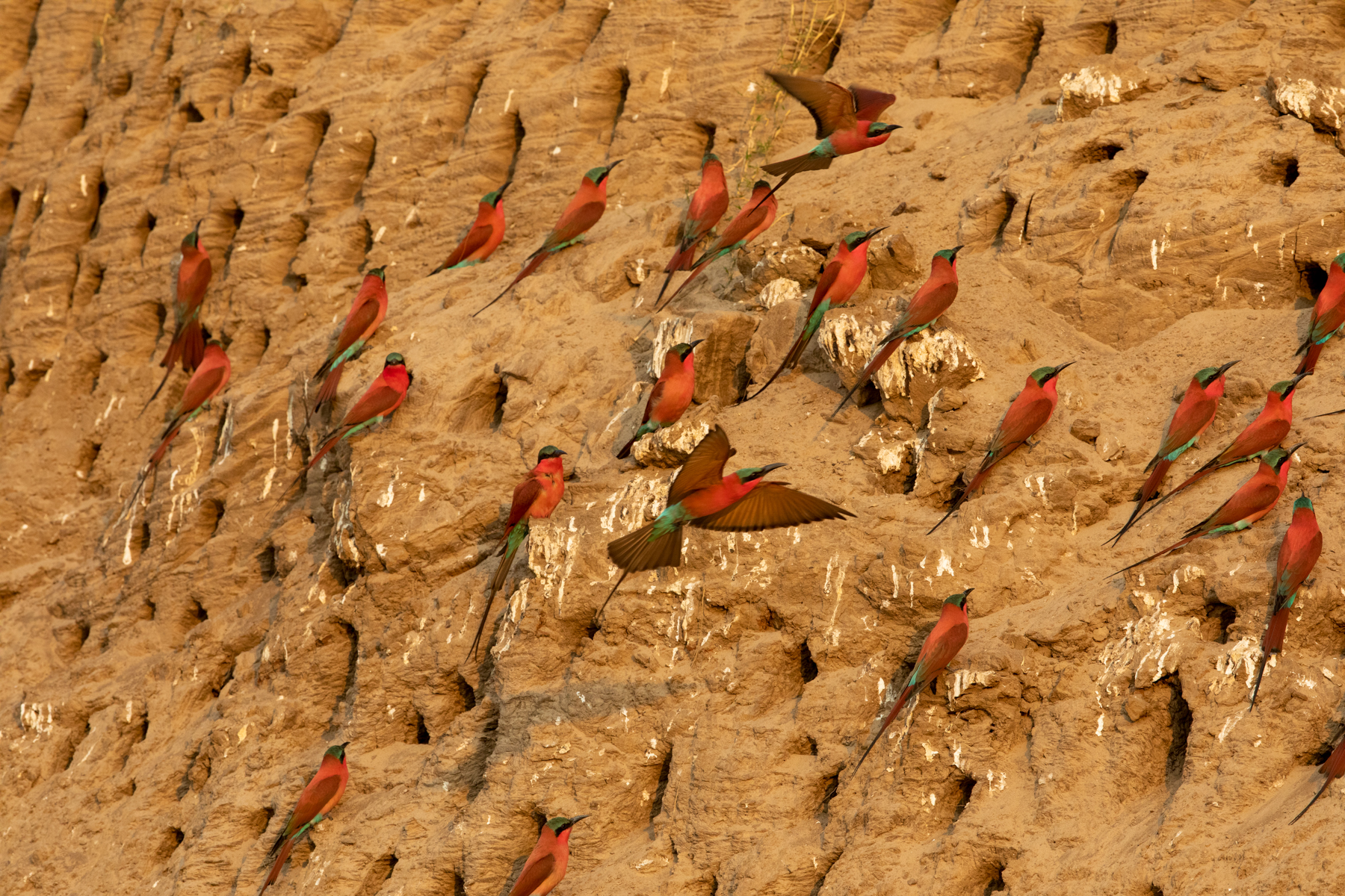 Spectacular mass breeding area of Southern Carmine Bee-eaters (image by Inger Vandyke)