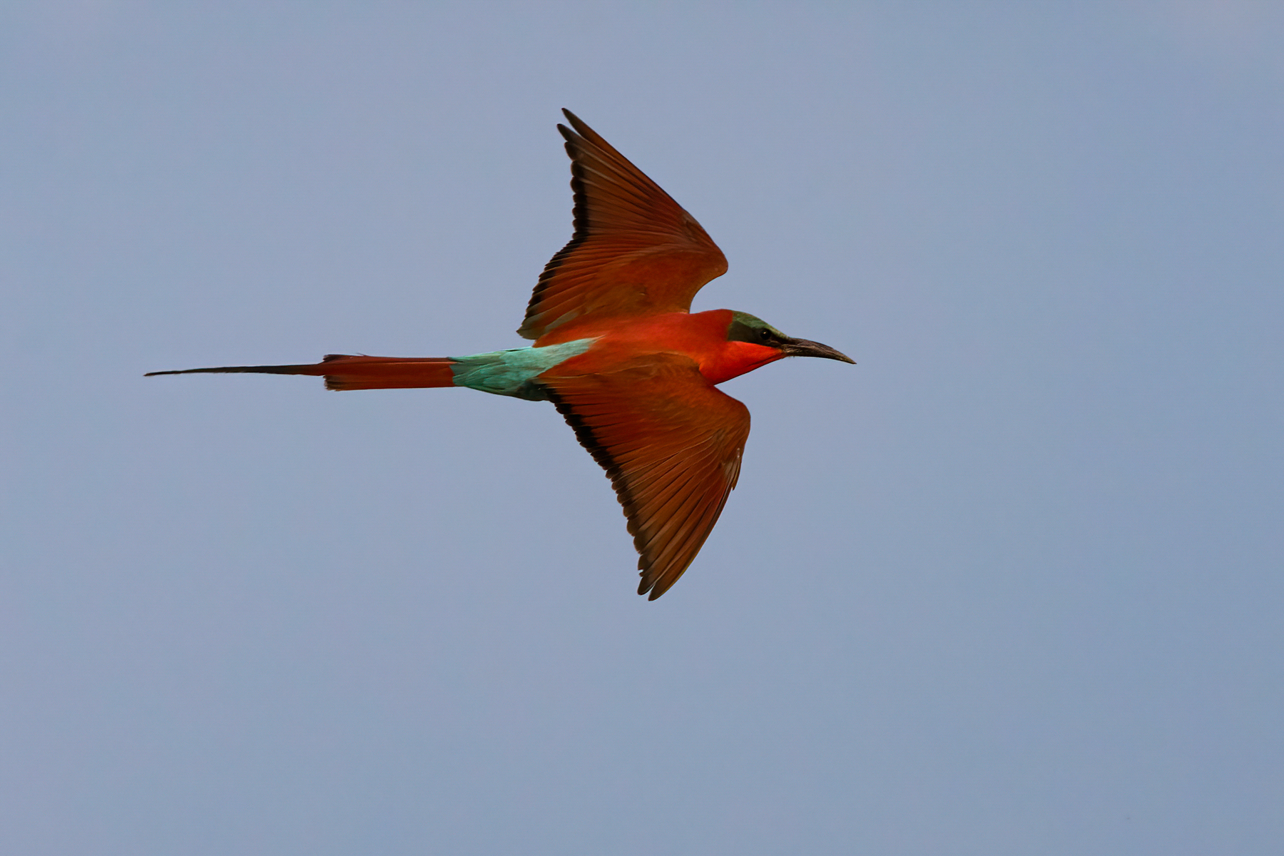 The Southern Carmine Bee-eater is South Luangwa's most abundant bee-eater species. What a bird to see in great numbers! (image by Inger Vandyke)