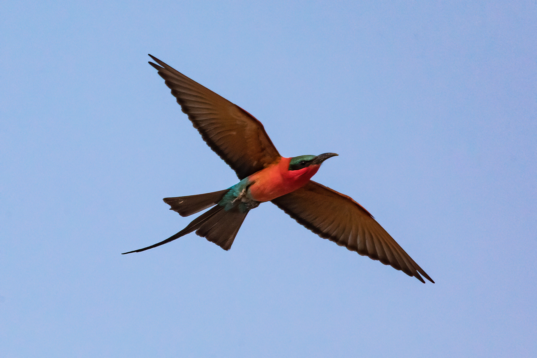 Of all the birds you can see in South Luangwa, Southern Carmine Bee-eaters are a firm favourite of everyone! (image by Inger Vandyke)