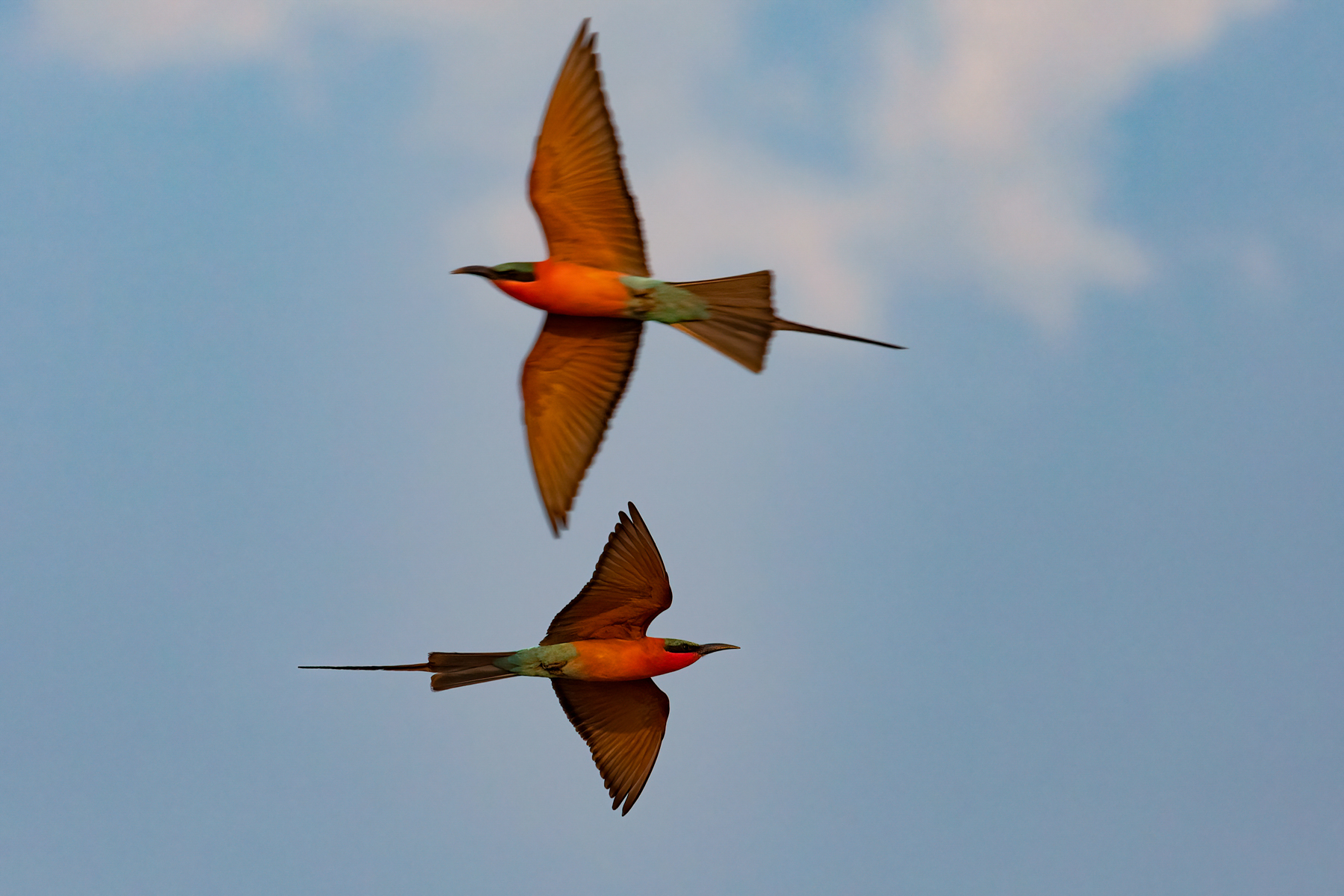 Southern Carmines in flight (image by Inger Vandyke)