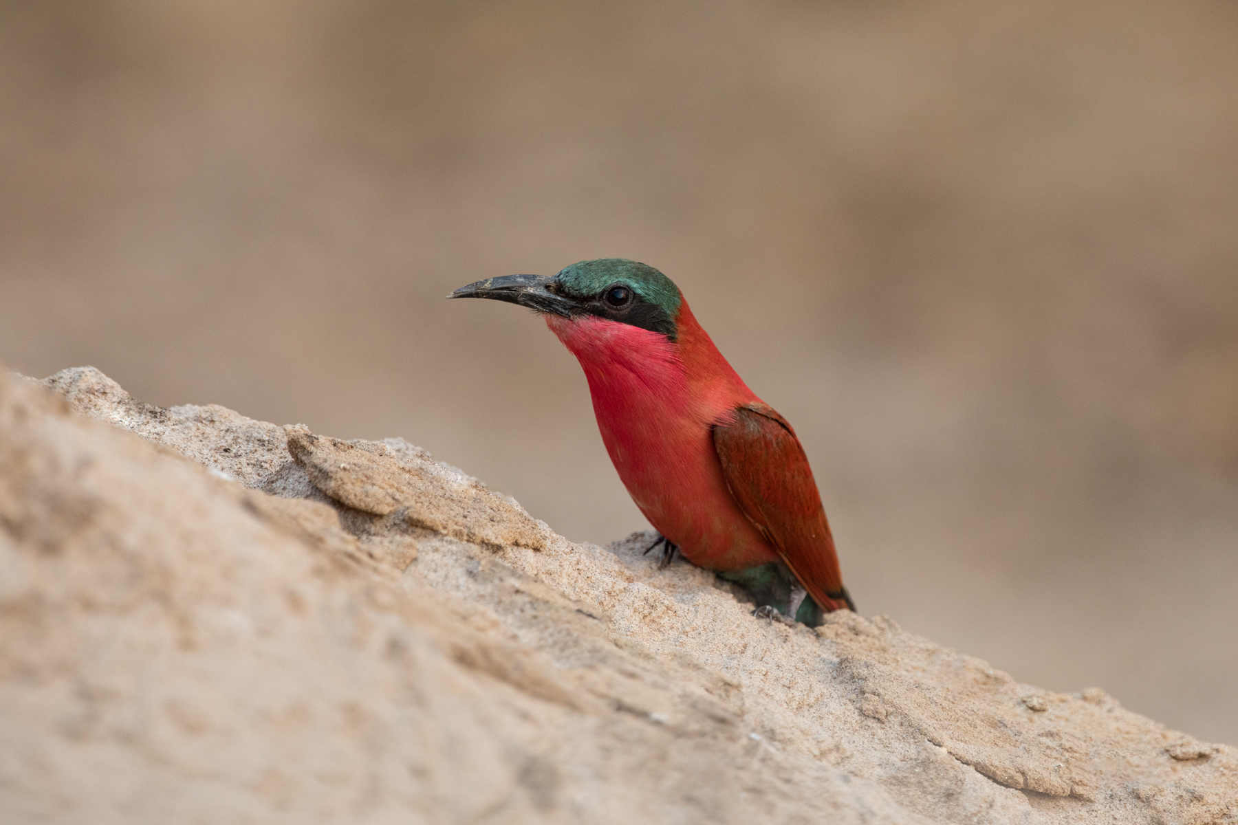 A Southern Carmine Bee-eater rests on a mud bank near the Luangwa River (image by Inger Vandyke)