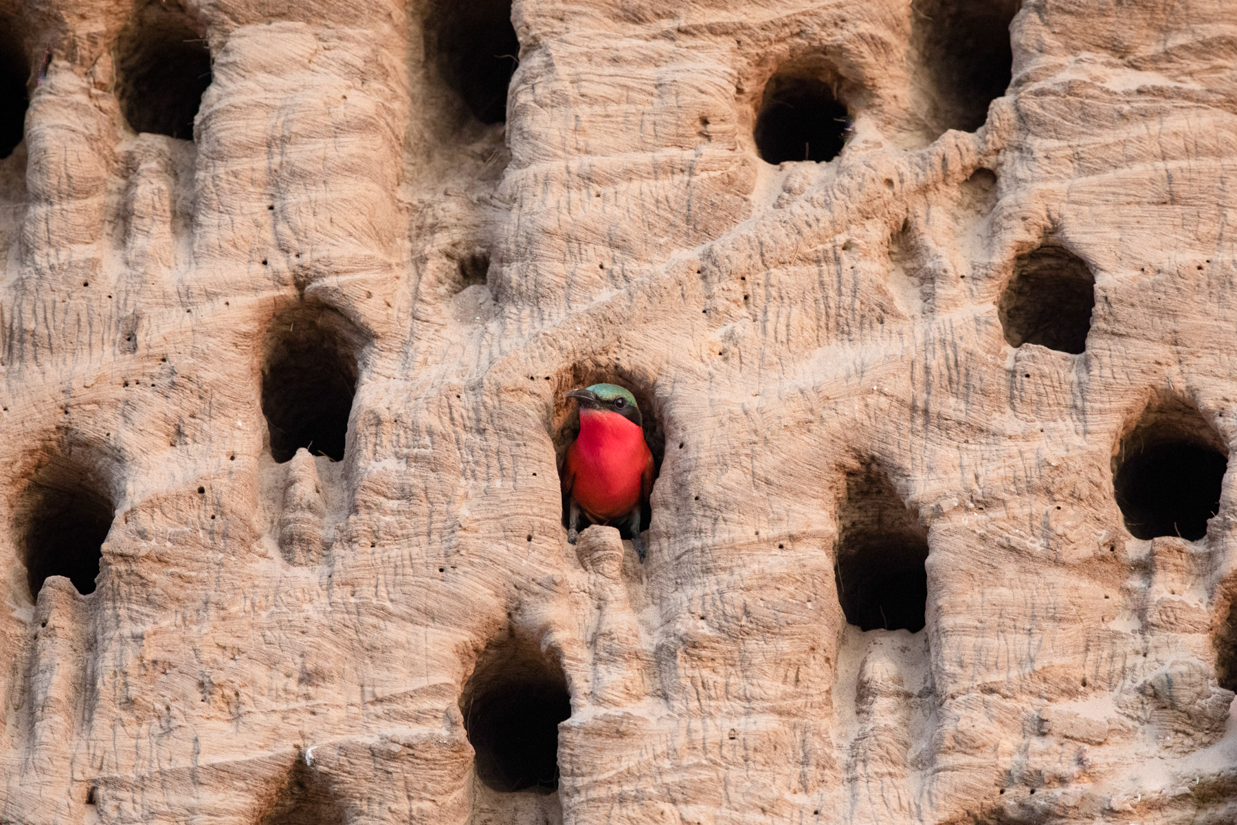 Peekaboo! (image by Inger Vandyke)