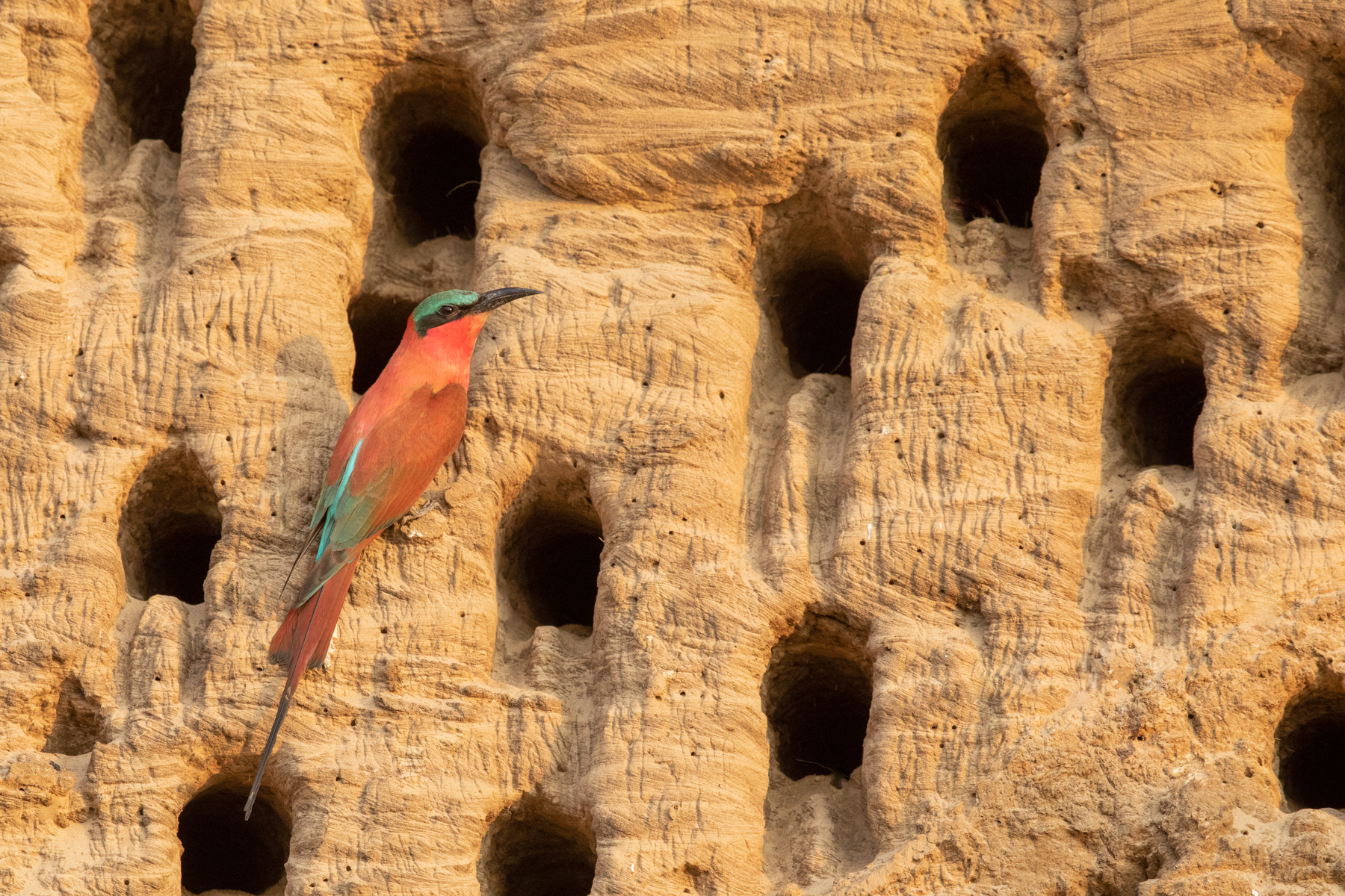 A lone bee-eater basking in the late afternoon sun at its nesting colony (image by Inger Vandyke)