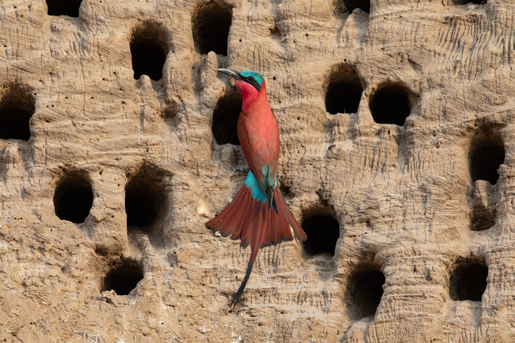 A solo Southern Carmine Bee-eater rests at the entrance of its nesting hole, with tail splayed (image by Inger Vandyke)