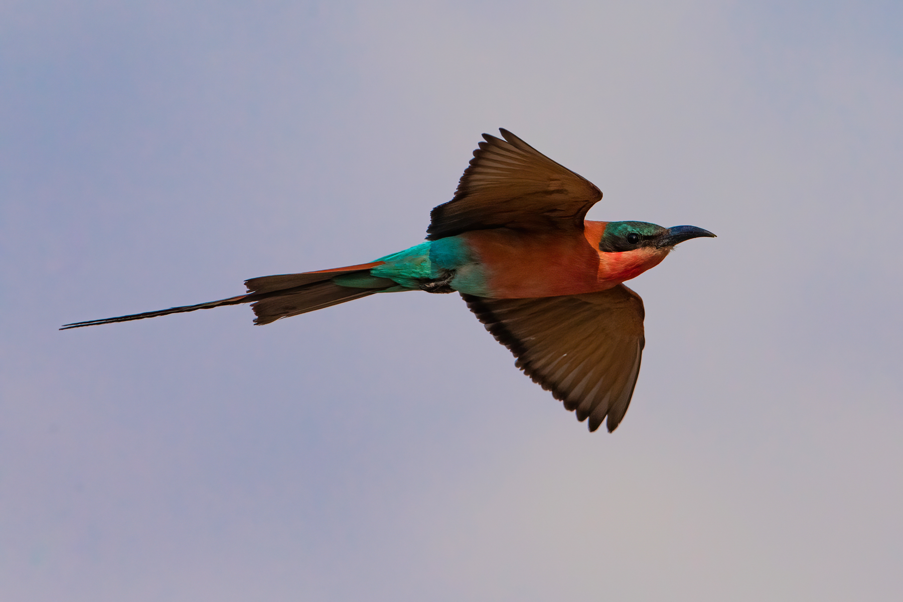 The Southern Carmine Bee-eater population is so gargantuan that they give you lots of chances to practice birds in flight photography (image by Inger Vandyke)