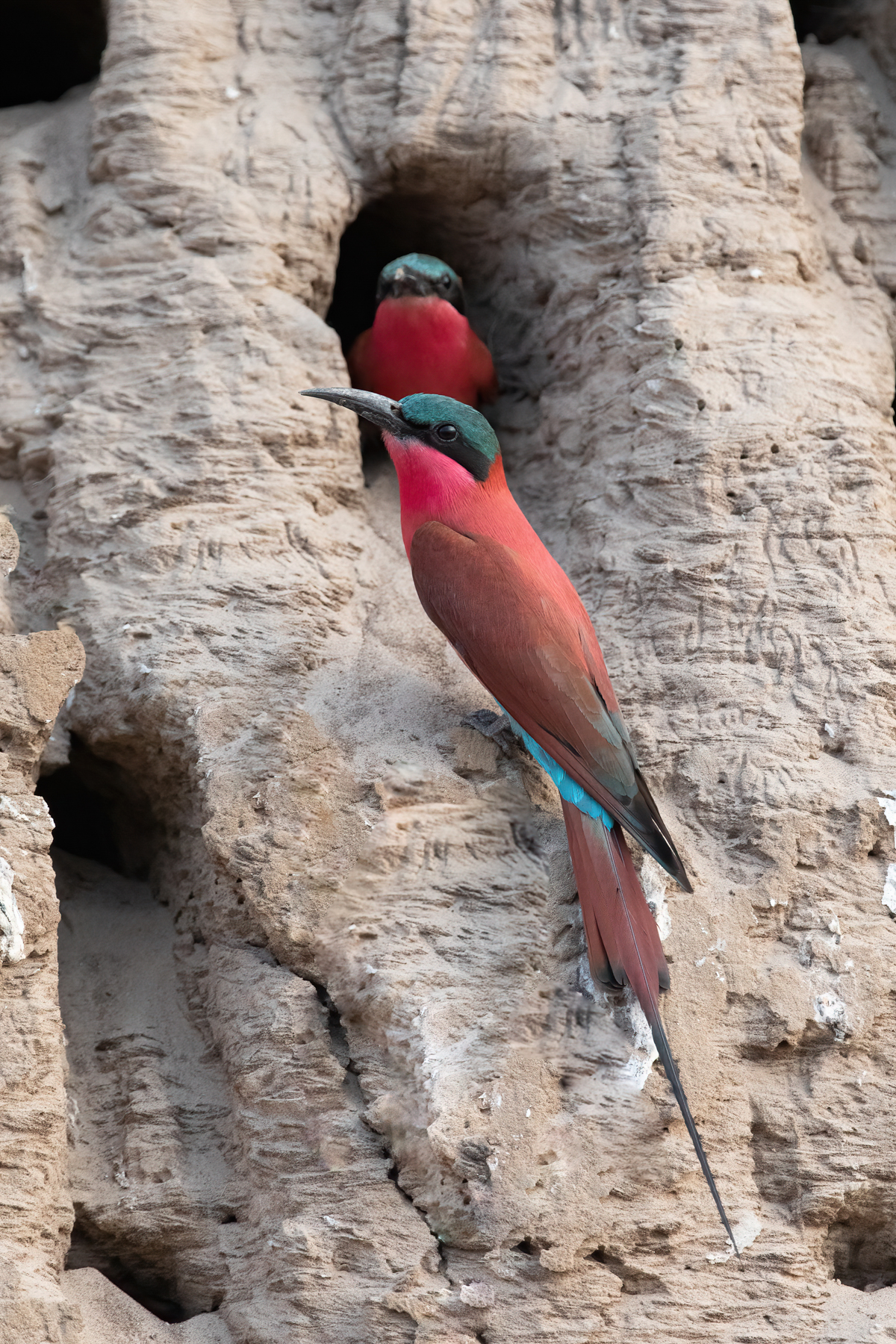 Stunning Southern Carmine Bee-eaters at their nesting hole on the banks of the Luangwa River (image by Inger Vandyke)
