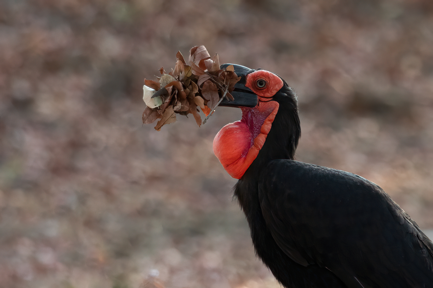 Portrait of a Southern Ground Hornbill with nesting material (image by Inger Vandyke)