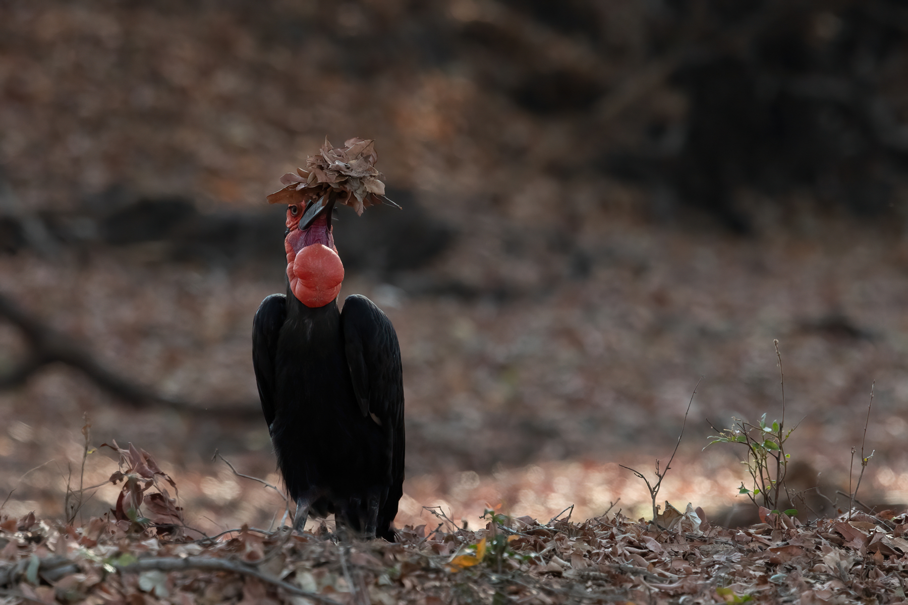 A Southern Ground Hornbill with nesting material. South Luangwa still has many large trees so thankfully these magnificent birds are thriving there (image by Inger Vandyke)