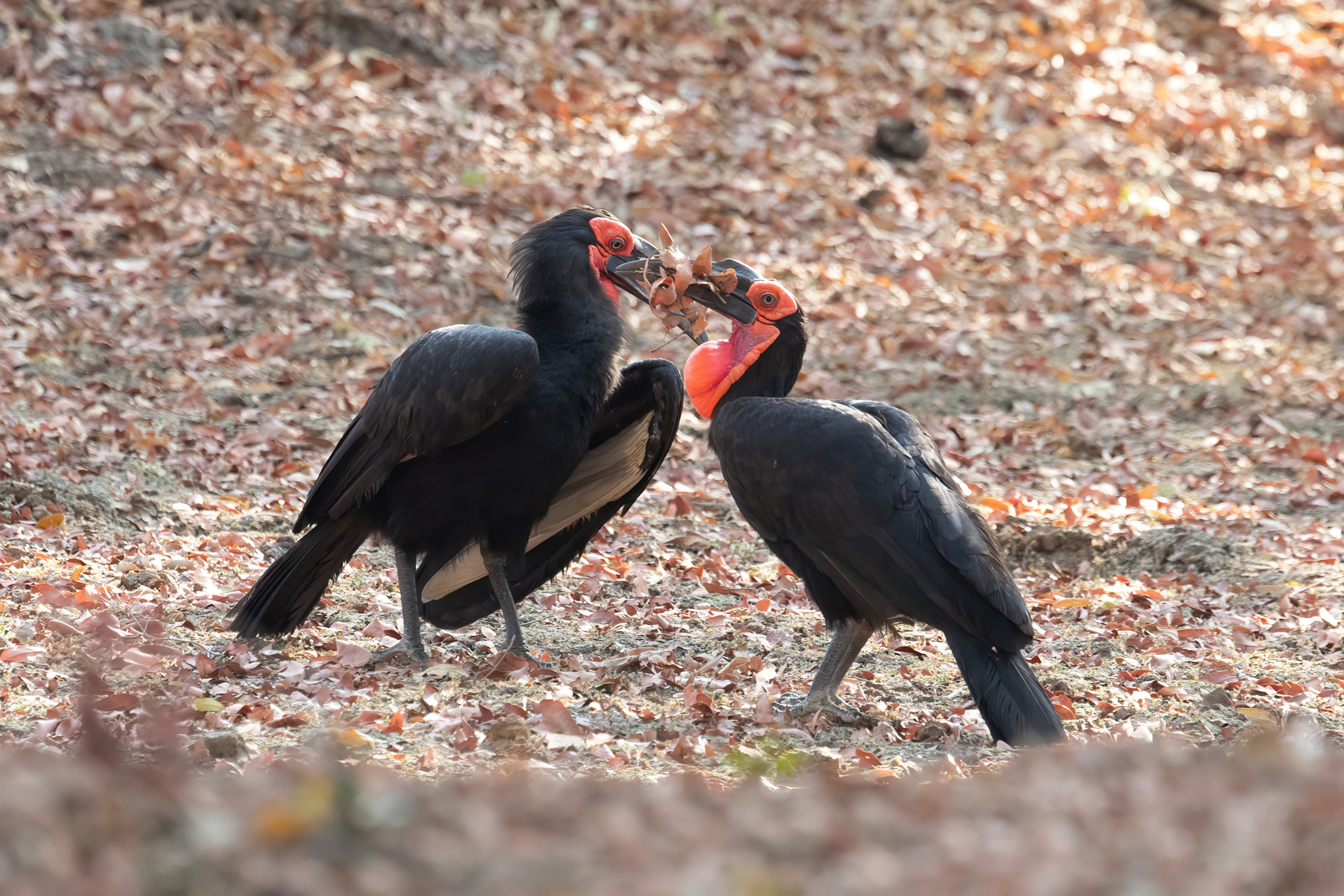 A pair of Southern Ground Hornbills exchanging nesting material (image by Inger Vandyke)