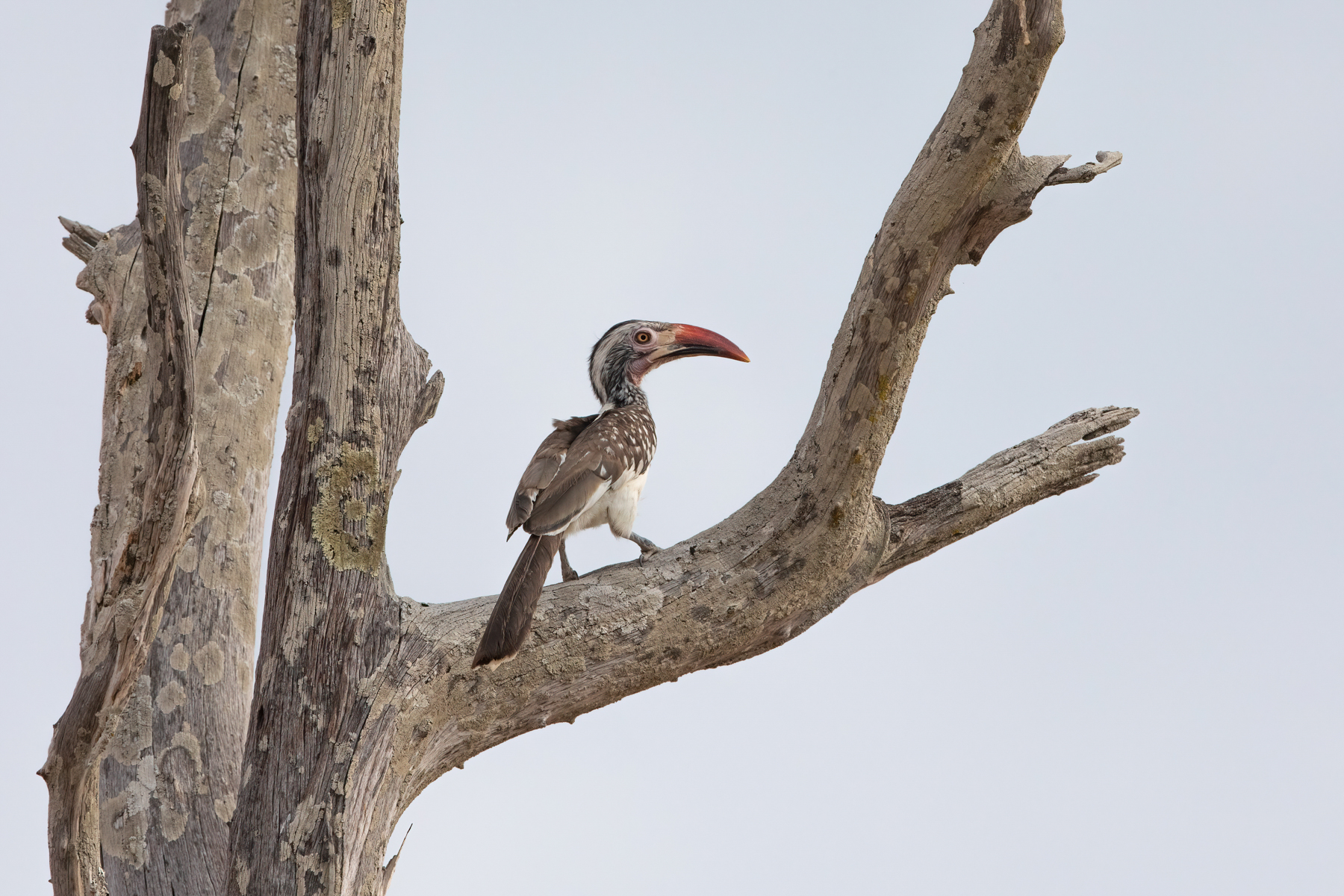 A Southern Red-billed Hornbill on a dead tree (image by Inger Vandyke)