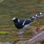 Spotted Forktail (image by Pete Morris)