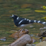 The handsome Spotted Forktail (image by Pete Morris)