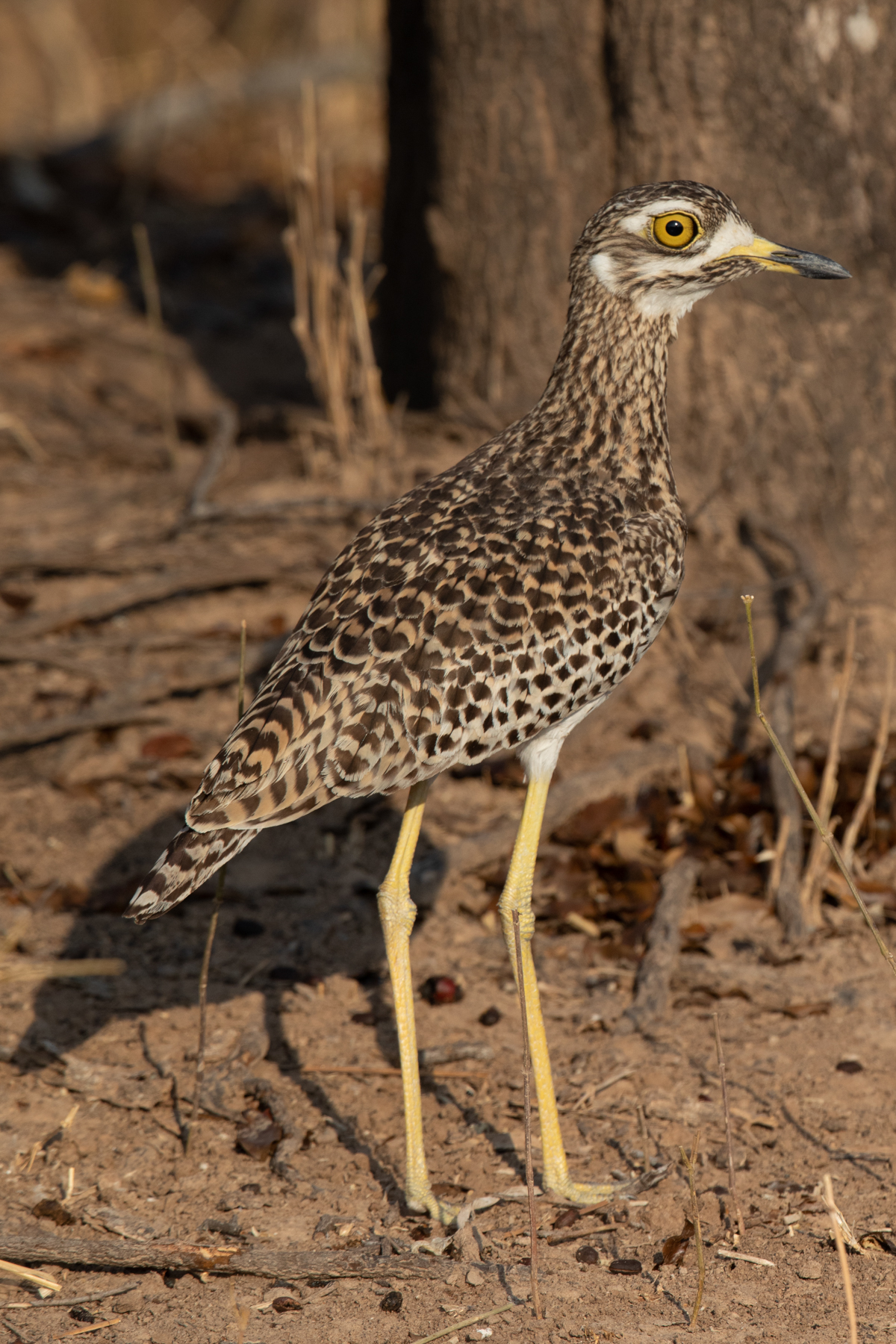 Spotted Thick-knee (image by Inger Vandyke)