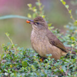 Streak-eared Bulbul with a berry (image by Pete Morris)
