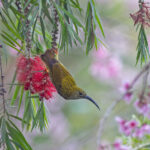 Streaked Spiderhunters also enjoy Callistemons (image by Pete Morris)