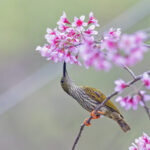 A Streaked Spiderhunter searching for his next meal in the flowers (image by Pete Morris)