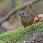 Streaked Wren Babbler (image by Pete Morris)