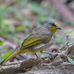 Stripe-throated Bulbul (image by Pete Morris)