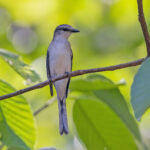 Swinhoe's Minivet (image by Pete Morris)