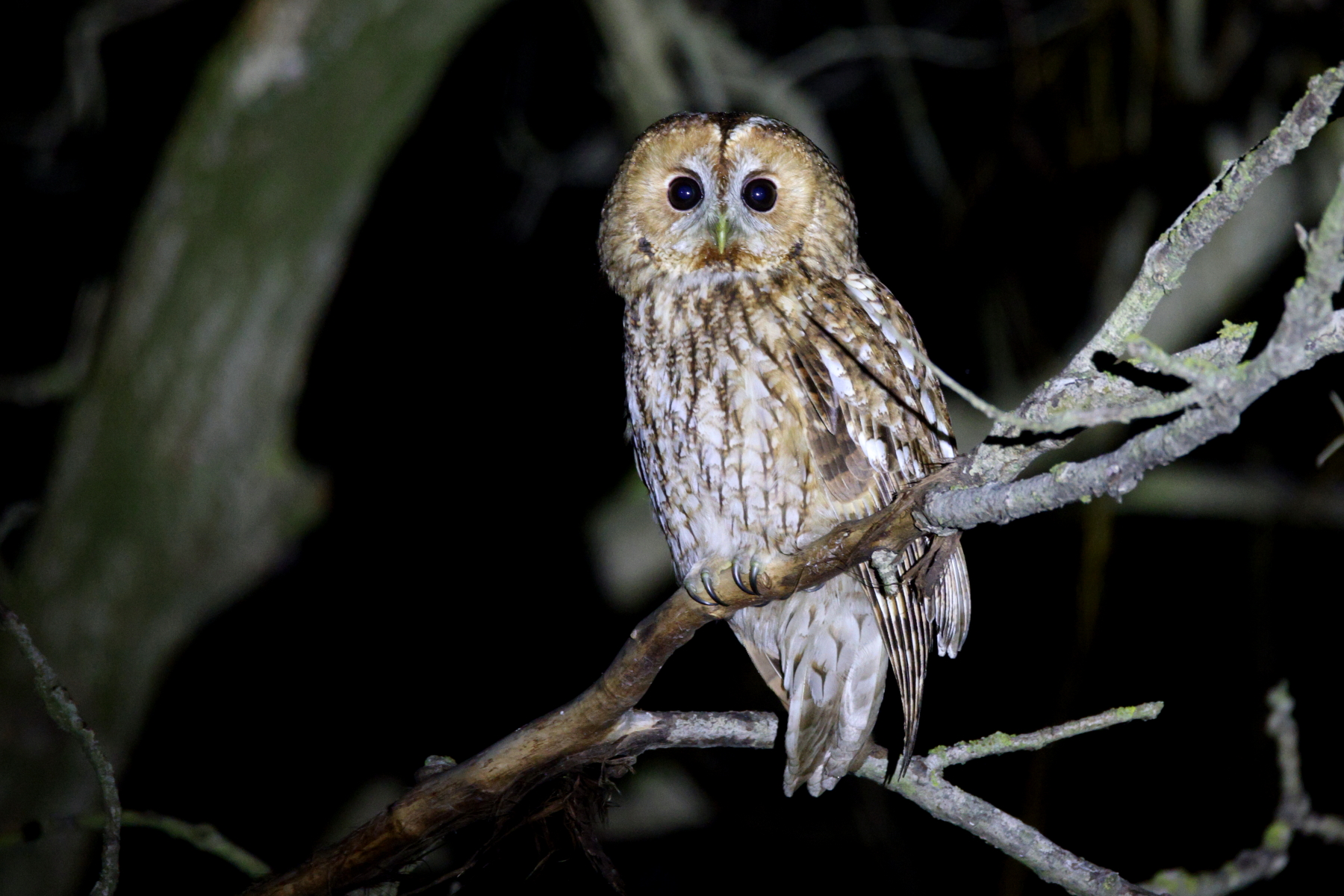 Tawny Owl (image by János Oláh)